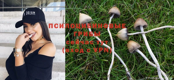 хмурый Аркадак